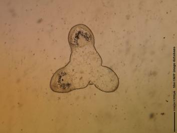 O007 10x.JPG